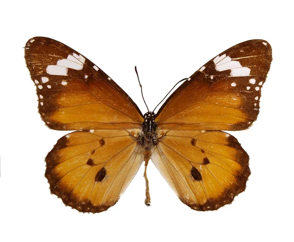 Egzotyczny motyl — Zdjęcie stockowe