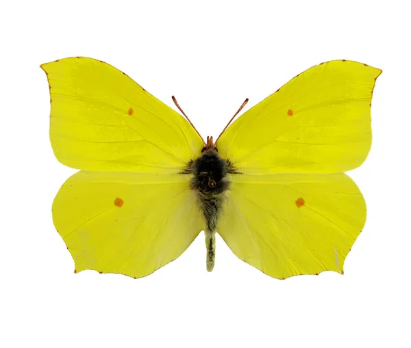 Egzotikus pillangó — Stock Fotó