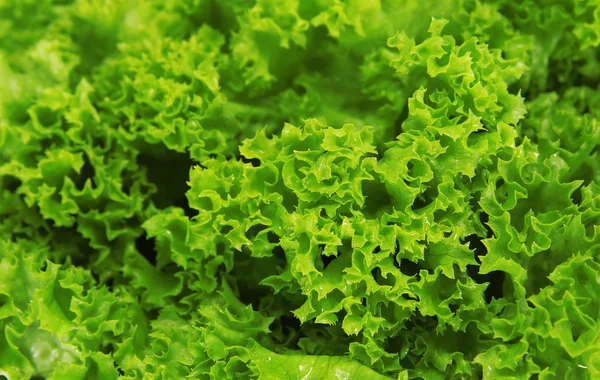 Saláta háttér — Stock Fotó