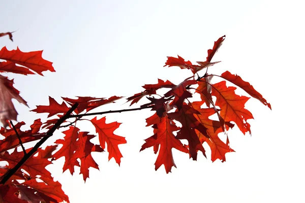Ligne rouge érable automne — Photo