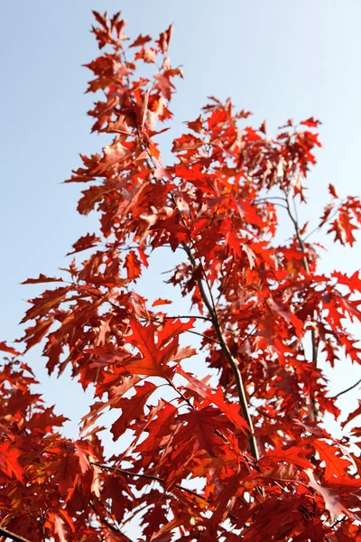 Podzimní červený javor — Stock fotografie