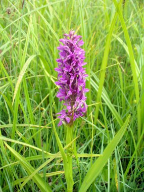 Erken Marsh-orkide (Dactylorhiza incarnata)