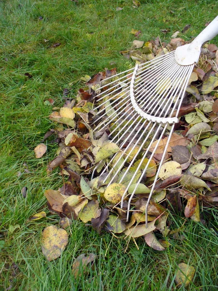 Harken gevallen herfst bladeren — Stockfoto
