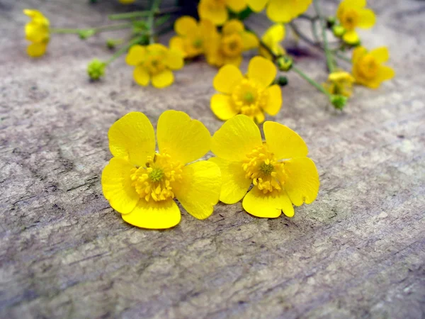 Ahşap zemin üzerine sarı düğünçiçekleri — Stok fotoğraf
