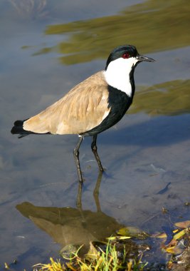 Lapwing clipart