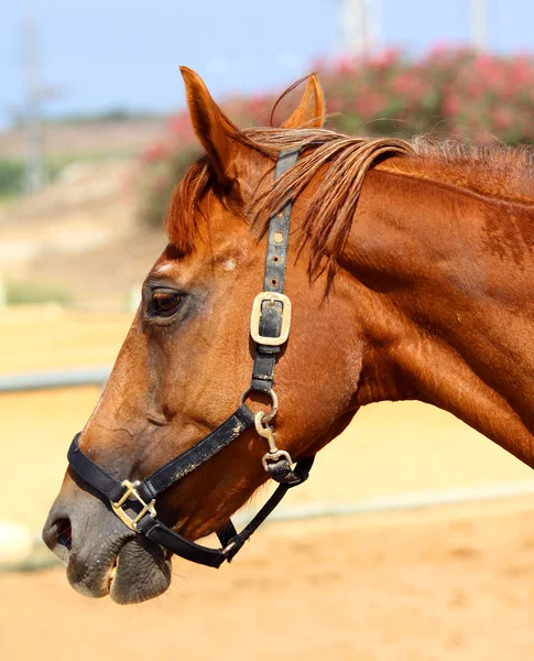 Horse1 — Stockfoto