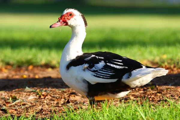 Ördek kuş — Stok fotoğraf