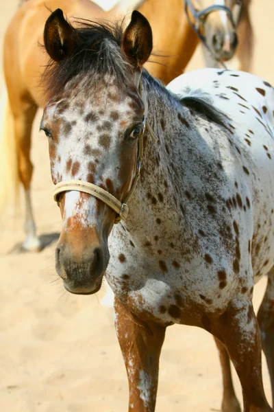 Cavallo carino — Foto Stock
