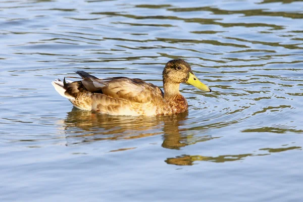 Duck bird — Stock Photo, Image