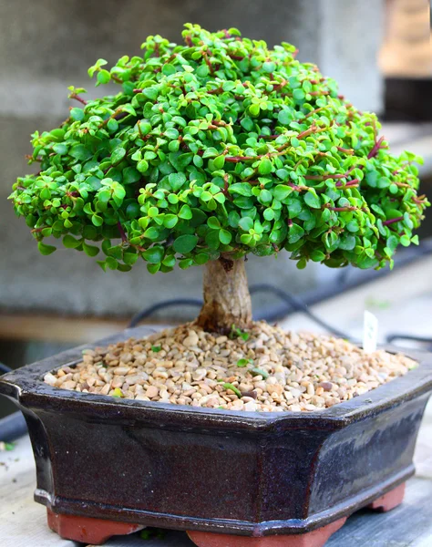 Stock image Bonsai