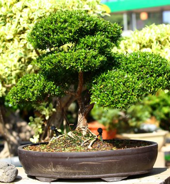 Bonsai