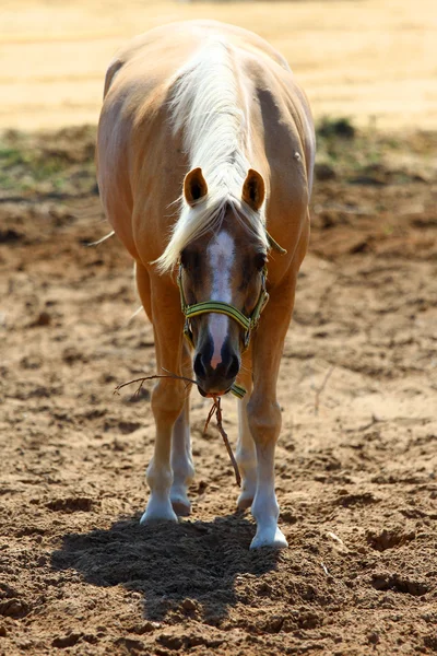 Cavalo2 — Fotografia de Stock