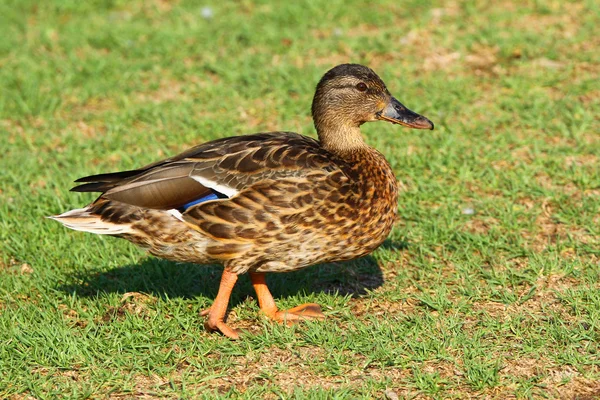 Duck bird — Stock Photo, Image