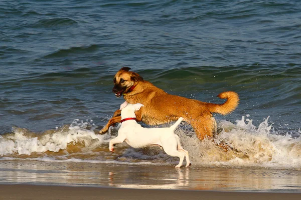 Dogs in the sea — Stock Photo, Image