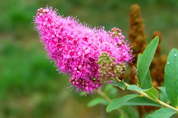 stock image Pink inflorescence