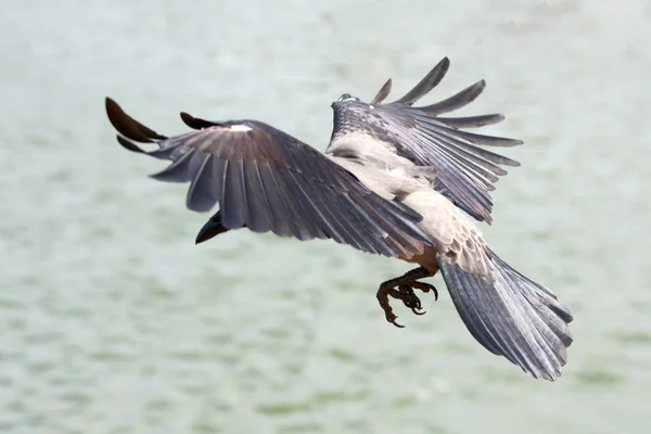 stock image Crow wings