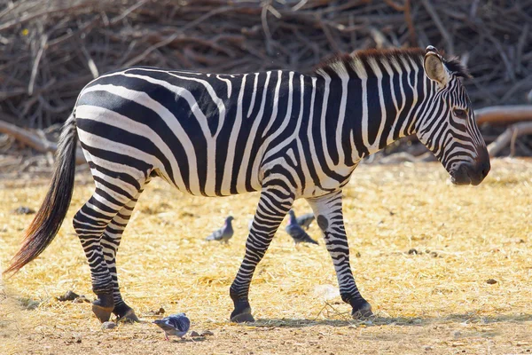 Afrikanska zebra — Stockfoto