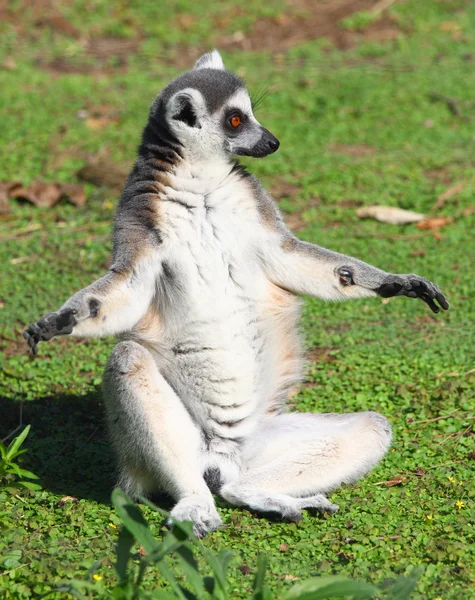 Lemur poza — Zdjęcie stockowe