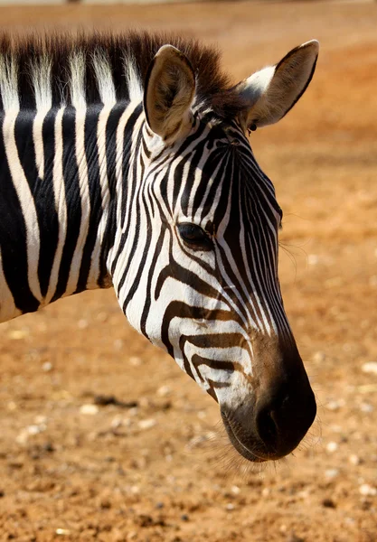 Zebra2 — Stock Photo, Image