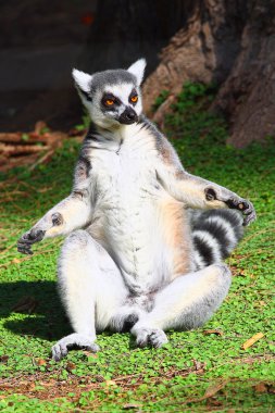 Lemur3