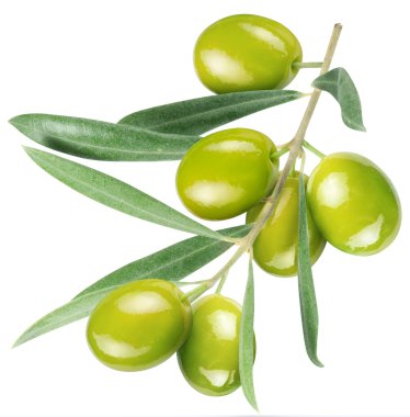 Olives on branch with leaves clipart
