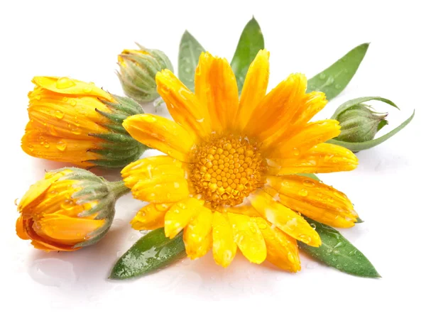 Caledula flowers. — Stock Photo, Image