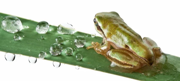 Маленька жаба над поспіхом — стокове фото