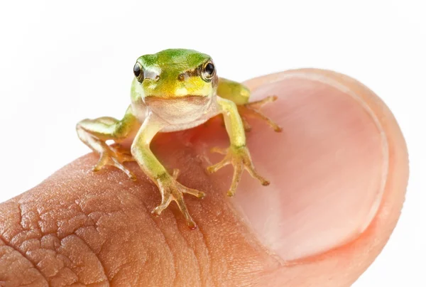 Mała żaba na palec człowieka — Zdjęcie stockowe