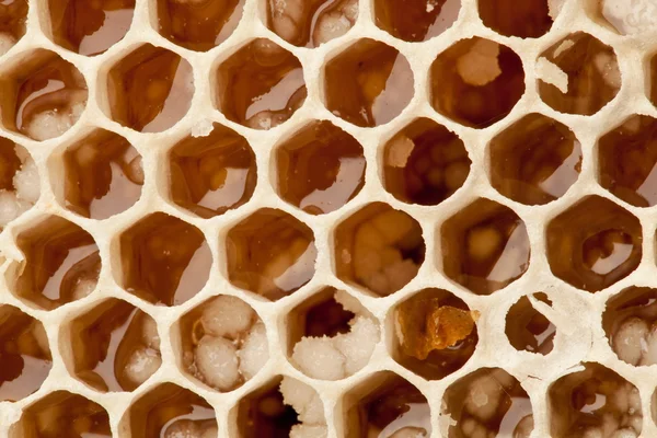 Favi d'ape. — Foto Stock