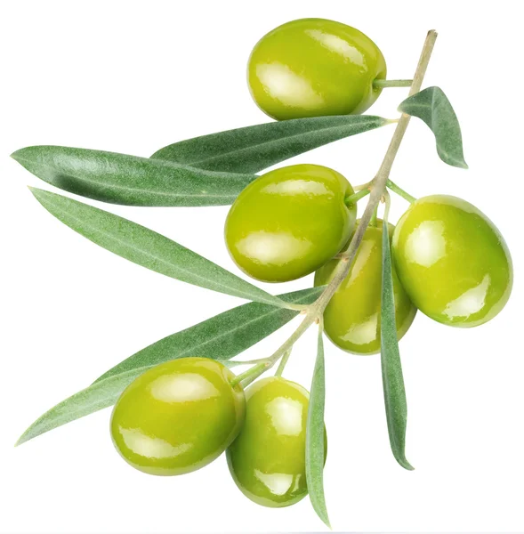 Olivy na větvi s listy — Stock fotografie