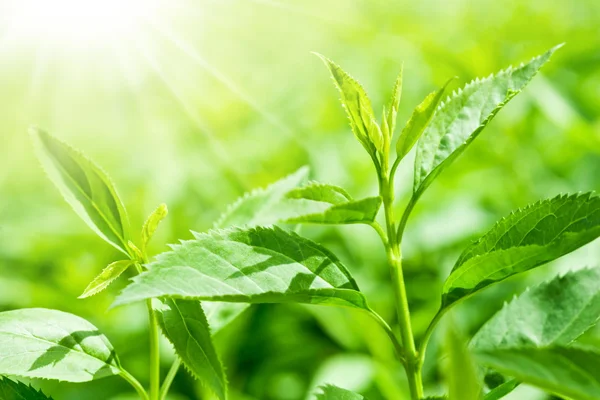 Листья чая на плантации — стоковое фото
