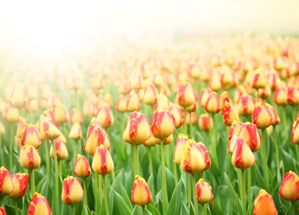 Pole s barevnými tulipány — Stock fotografie