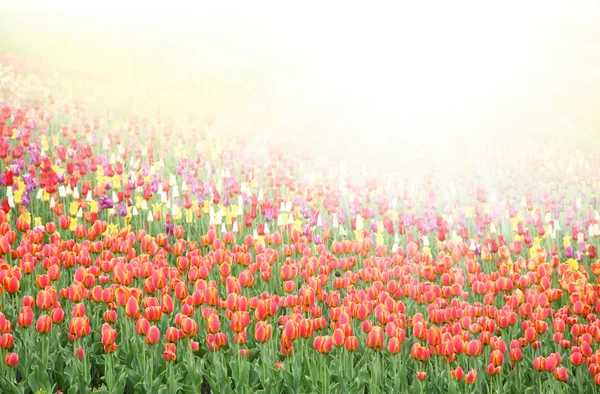 Field with colorful tulips — Stock Photo, Image
