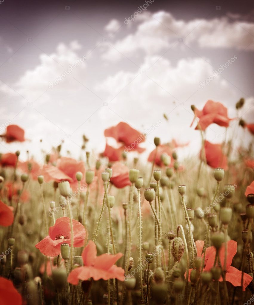Stylized old slide. The field of poppies in the sky.