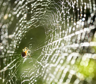 Spider on the web. clipart