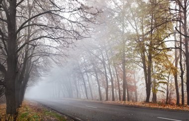 sisli sonbahar gün orman yolu.