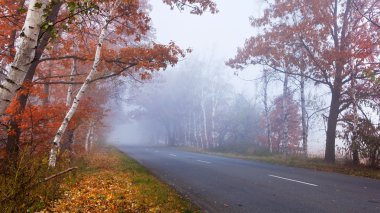 sisli sonbahar gün orman yolu.