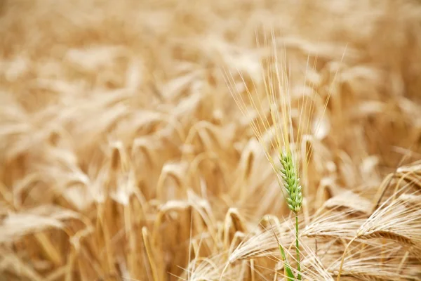stock image Close up shot of green wheat stalk