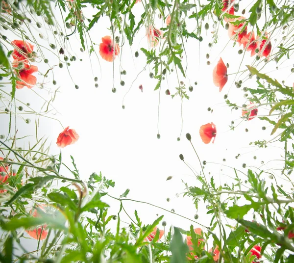 Цветы мака . — стоковое фото