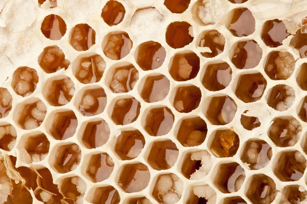 Panales de miel. — Foto de Stock