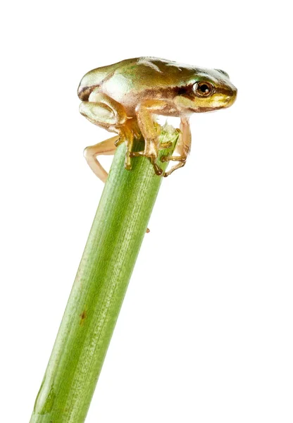 Маленька жаба над поспіхом — стокове фото