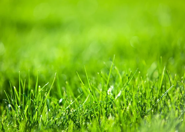 Grünes saftiges Gras. — Stockfoto