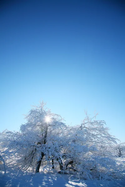 Zimní stromy v mrazu proti modré obloze. — Stock fotografie