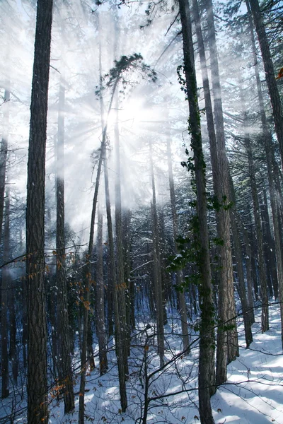 Zonnestralen maken hun weg door sneeuw bedekte bos. — Stockfoto