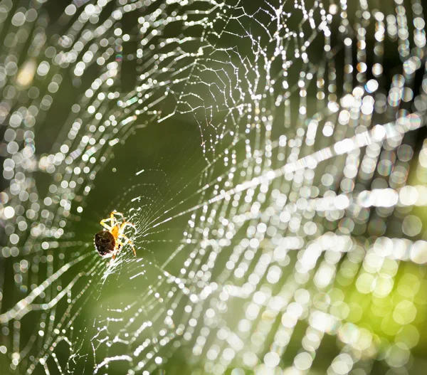 Spindel på nätet. — Stockfoto