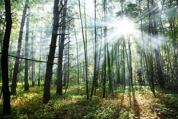 stock image Sunny forest.