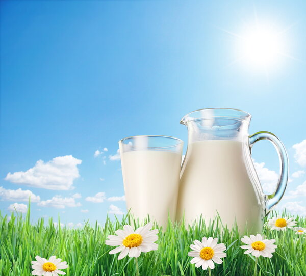 Milk jug and glass on the grass with chamomiles. On a background