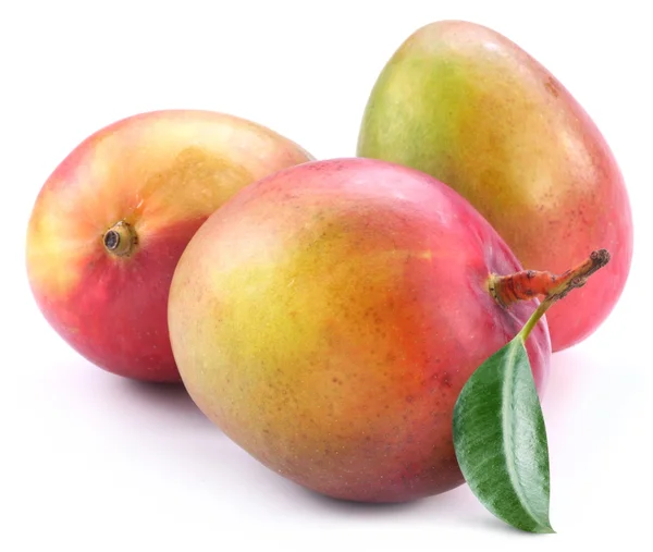 Yaprak ile üç mango — Stok fotoğraf