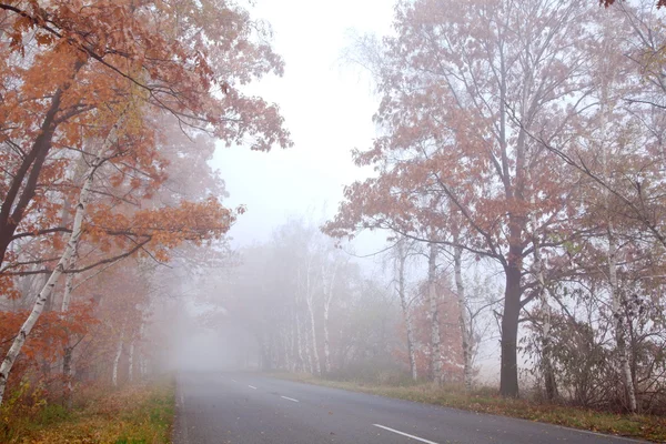 Bos weg in een mistige herfst dag. — Stockfoto