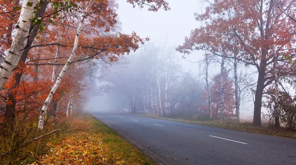 Forest road in a foggy autumn day. — Stock Photo, Image